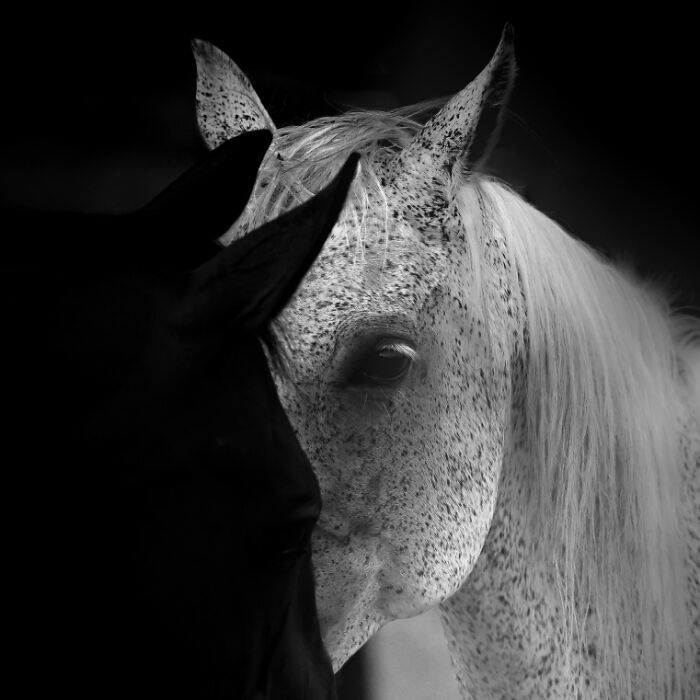 "The Trust" By Alena Kámen Jakubová — Horse Eyes Say It All