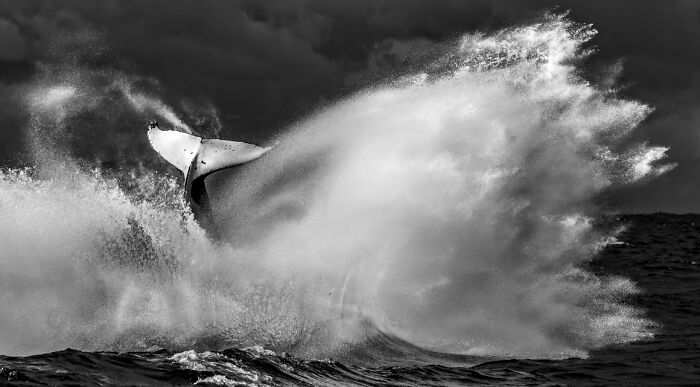 "Tails Of The Sea" By Anthony Brown — Whale Tails Make Waves