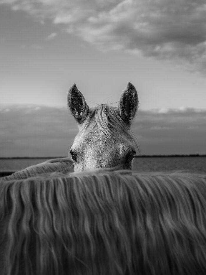 "The Horses Of Camargue" By Laura Mommicchi — Wild White Stallions