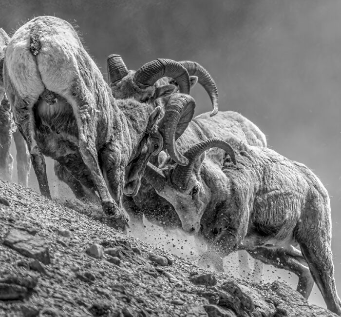 "Bighorn Battle!" By Jeff Beatty — Horns Up, Rocks Flying
