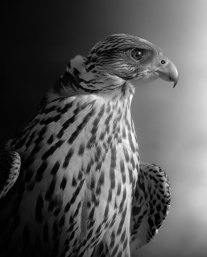 "Majesty In Focus" By Saleh Alshamali — Falcon’s Fierce Portrait