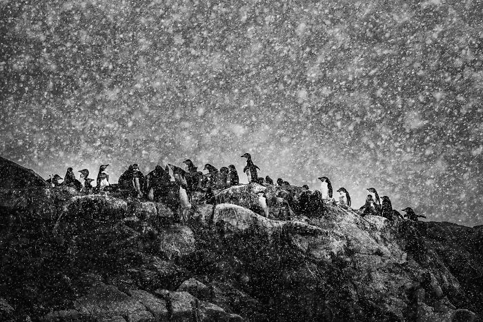 "Antarctic Storm" By Michel Groleau — Ice, Rocks, and Penguin Real Estate