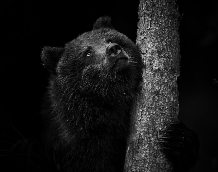 "Reverence" By Pam Dorner — Baby Bear’s Respectful Look
