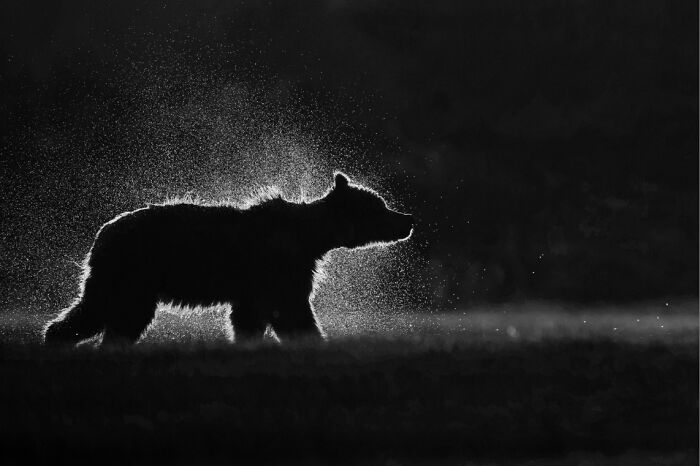 "Bear Shake Down" By Charles Janson — Shake It Off, Bear Style