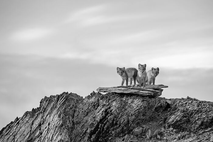 "Black And White_young Foxes" By Sergey Gorshkov — Foxes That Steal the Scene