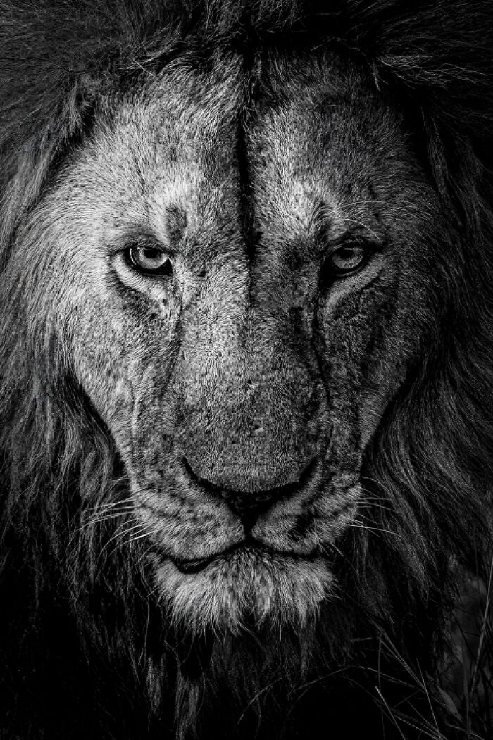 "The King" By Klaus Mayer — Lion With The Look