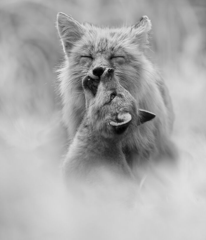 "Ouch!" By Janet Gustin — Kit Fox Kid's Bold Move