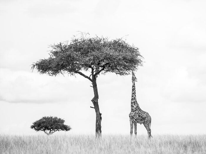 "Ascend" By Titch Tetley — Giraffe Reaching for the Sky