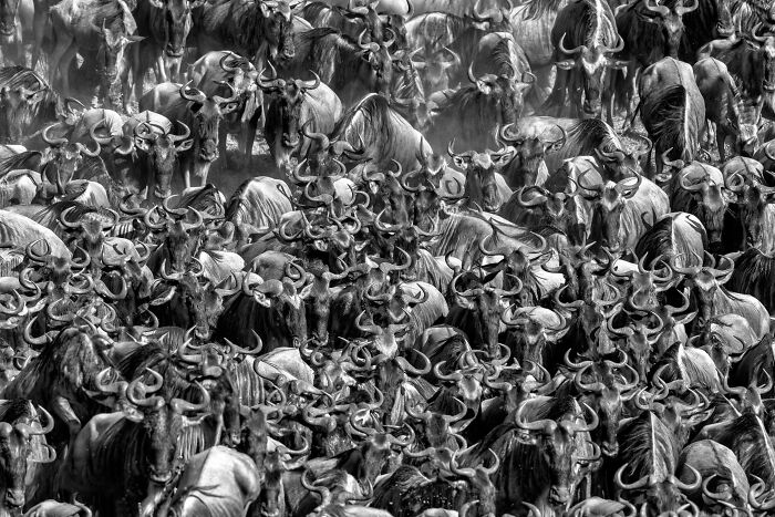 "Traffic Jam" In Tanzania By Tom Raymond — When Wildebeests Take Over