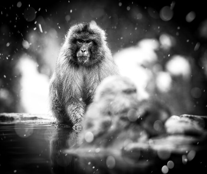 "The Thinker" By Stafford Robinson — Snow Monkey Pondering Life