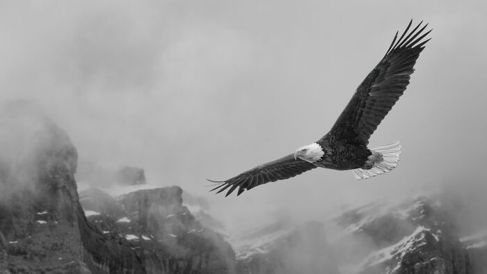 "Born To Soar" By Jason Marino — Eagle’s Epic Flight