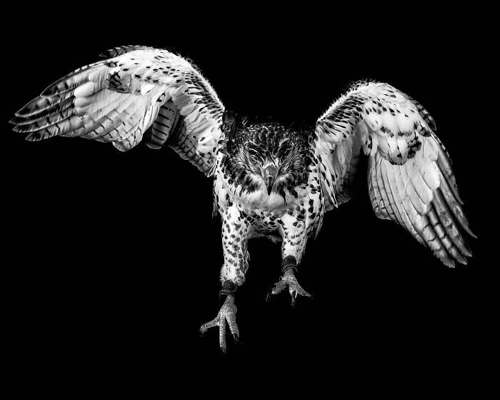 "Hawk" By Joe Dollens — Sharp-Eyed Bird of Prey