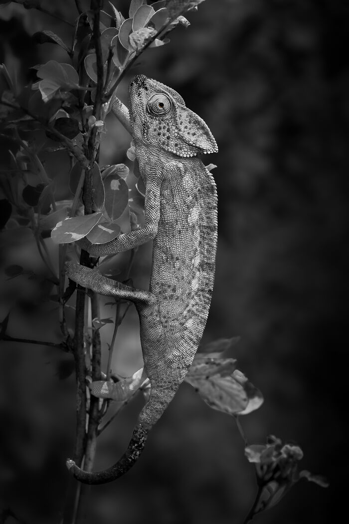 "Textures Of Survival" By Saleh Alshamali — Chameleon Close-Up