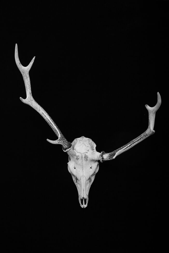 "Individuality" By Takayuki Nakamura — Deer Skulls Tell Tales