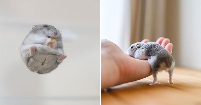 Meet The Cutest Hamsters on Instagram That Will Totally Melt Your Heart