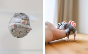 Meet The Cutest Hamsters on Instagram That Will Totally Melt Your Heart