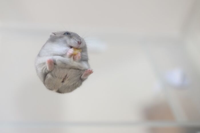 Meet The Cutest Hamsters on Instagram That Will Totally Melt Your Heart