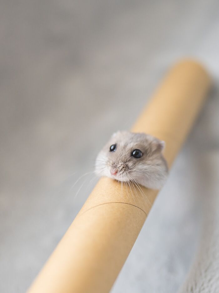 Meet The Cutest Hamsters on Instagram That Will Totally Melt Your Heart
