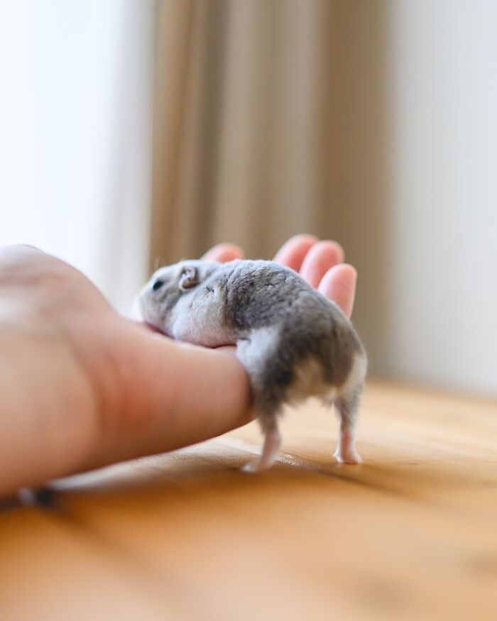 Meet The Cutest Hamsters on Instagram That Will Totally Melt Your Heart