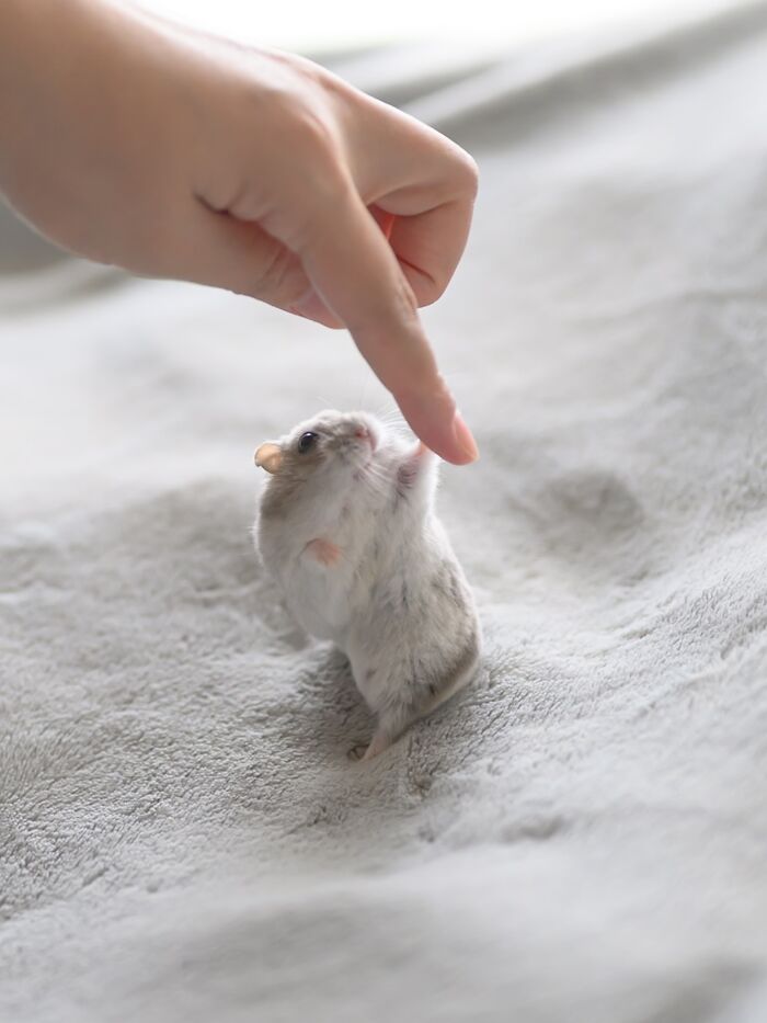 Meet The Cutest Hamsters on Instagram That Will Totally Melt Your Heart