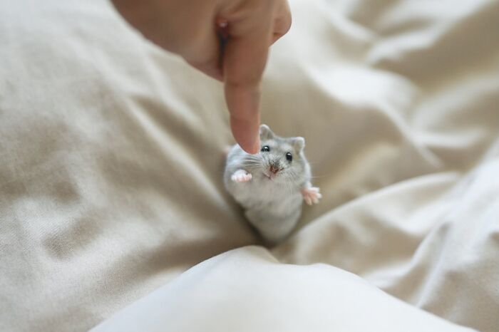 Meet The Cutest Hamsters on Instagram That Will Totally Melt Your Heart