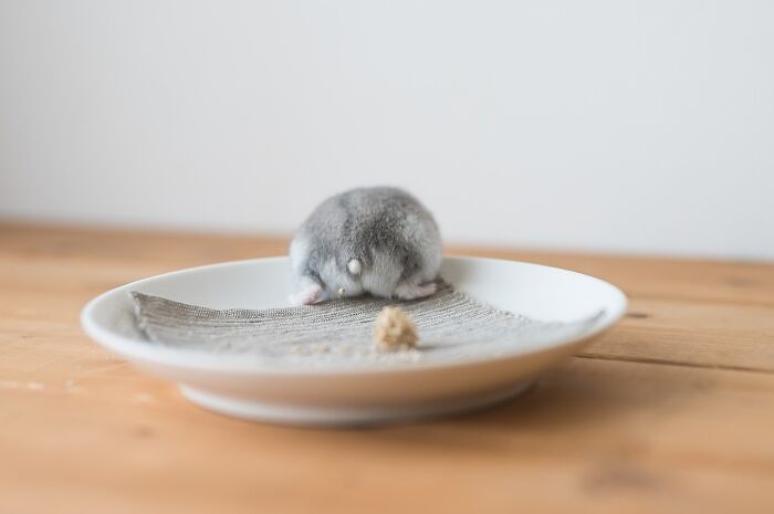 Meet The Cutest Hamsters on Instagram That Will Totally Melt Your Heart