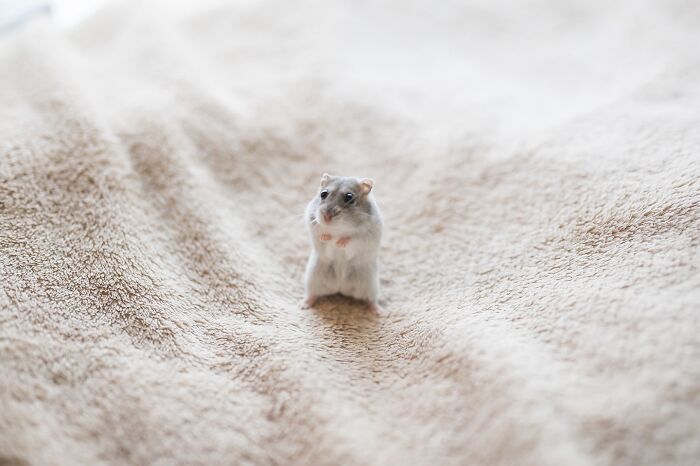 Meet The Cutest Hamsters on Instagram That Will Totally Melt Your Heart