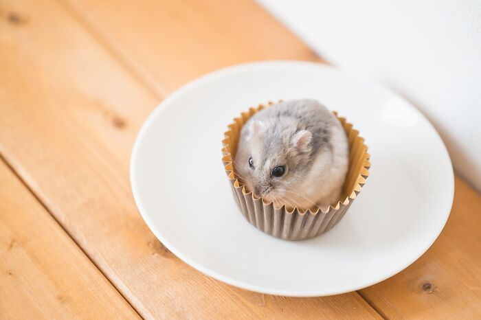 Meet The Cutest Hamsters on Instagram That Will Totally Melt Your Heart