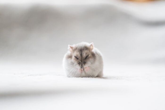 Meet The Cutest Hamsters on Instagram That Will Totally Melt Your Heart