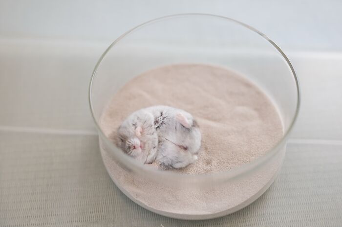 Meet The Cutest Hamsters on Instagram That Will Totally Melt Your Heart