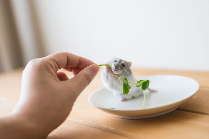 Meet The Cutest Hamsters on Instagram That Will Totally Melt Your Heart