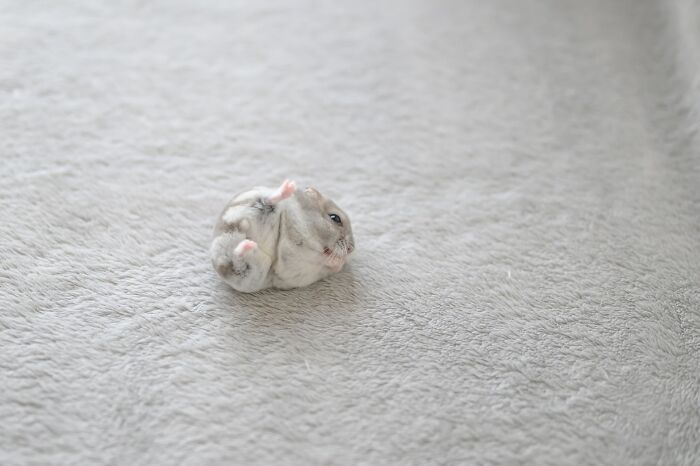 Meet The Cutest Hamsters on Instagram That Will Totally Melt Your Heart
