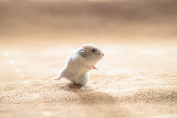 Meet The Cutest Hamsters on Instagram That Will Totally Melt Your Heart