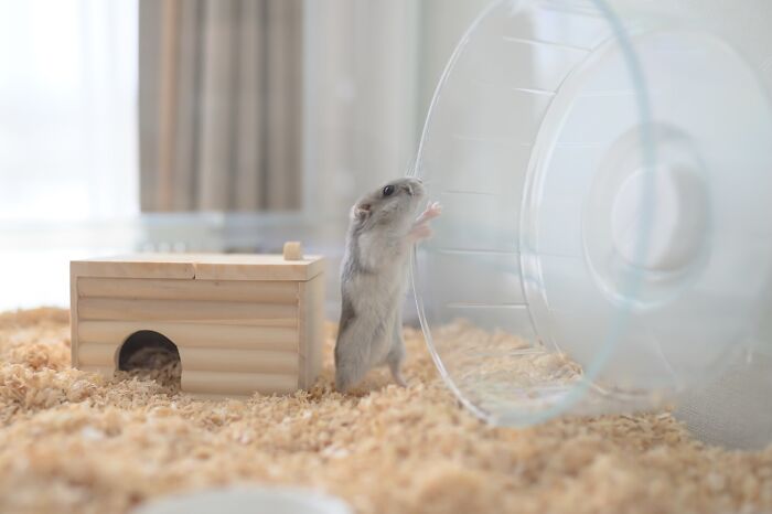 Meet The Cutest Hamsters on Instagram That Will Totally Melt Your Heart