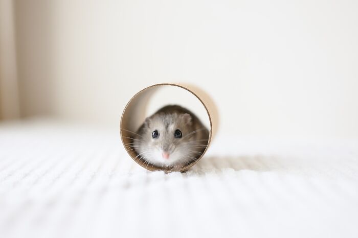 Meet The Cutest Hamsters on Instagram That Will Totally Melt Your Heart