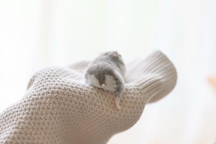 Meet The Cutest Hamsters on Instagram That Will Totally Melt Your Heart