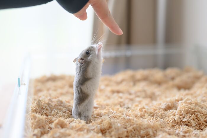 Meet The Cutest Hamsters on Instagram That Will Totally Melt Your Heart