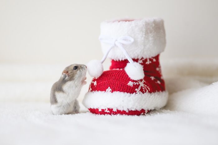 Meet The Cutest Hamsters on Instagram That Will Totally Melt Your Heart