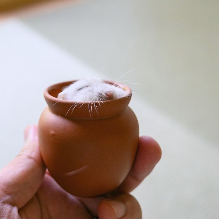 Meet The Cutest Hamsters on Instagram That Will Totally Melt Your Heart