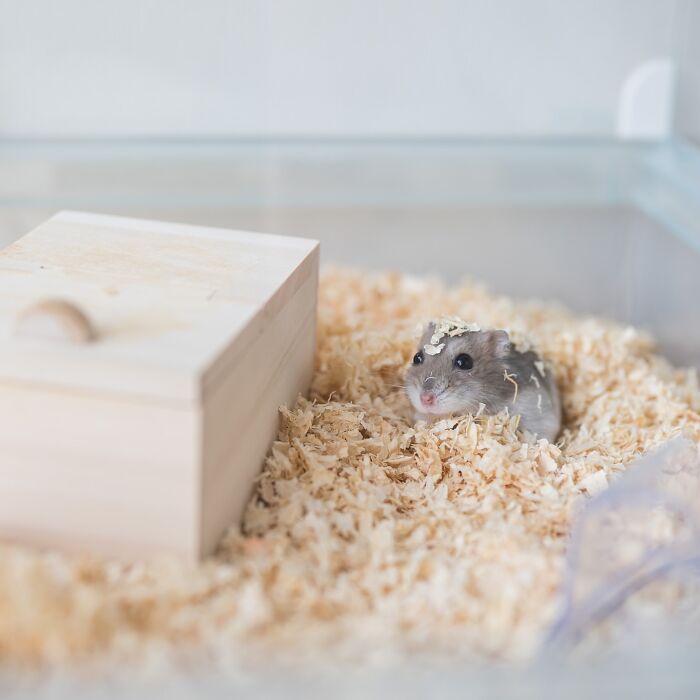 Meet The Cutest Hamsters on Instagram That Will Totally Melt Your Heart