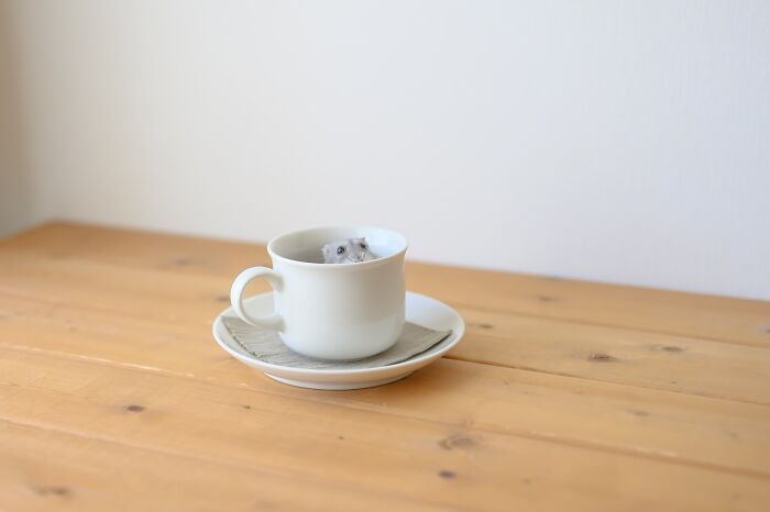 Meet The Cutest Hamsters on Instagram That Will Totally Melt Your Heart