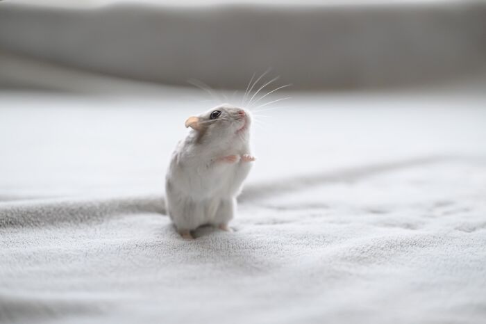 Meet The Cutest Hamsters on Instagram That Will Totally Melt Your Heart