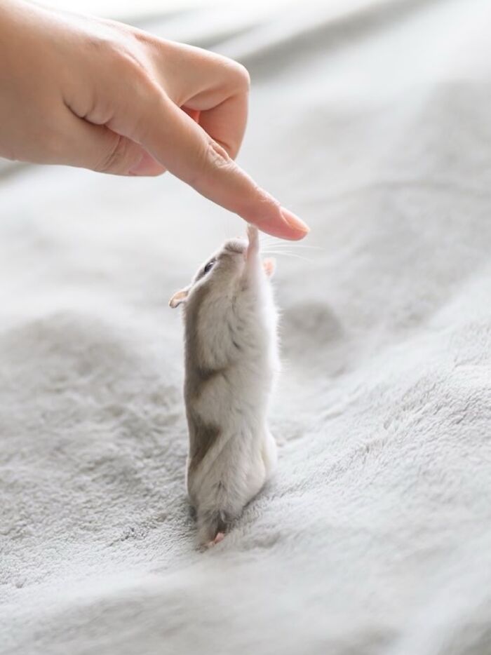 Meet The Cutest Hamsters on Instagram That Will Totally Melt Your Heart