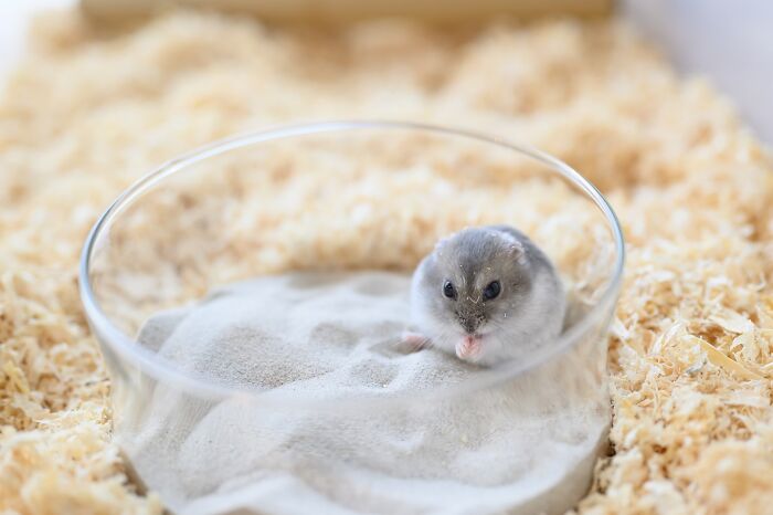 Meet The Cutest Hamsters on Instagram That Will Totally Melt Your Heart