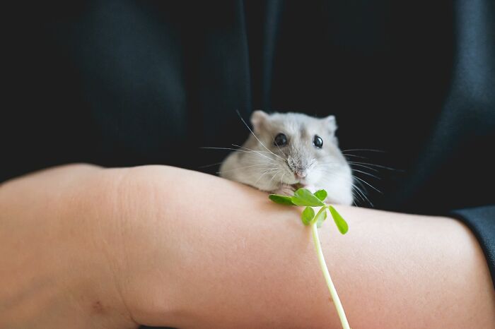 Meet The Cutest Hamsters on Instagram That Will Totally Melt Your Heart