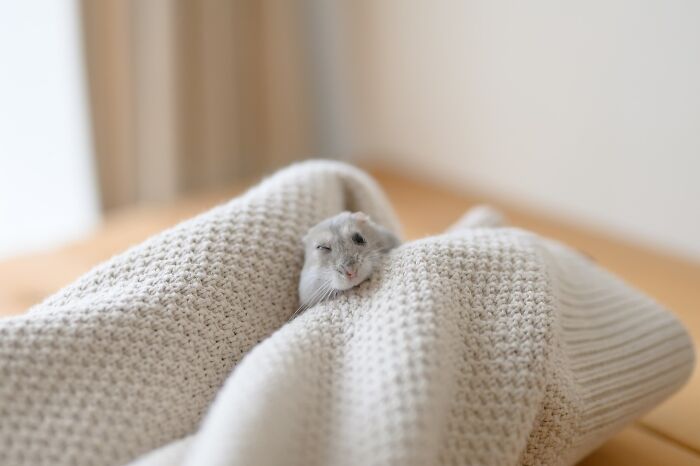 Meet The Cutest Hamsters on Instagram That Will Totally Melt Your Heart