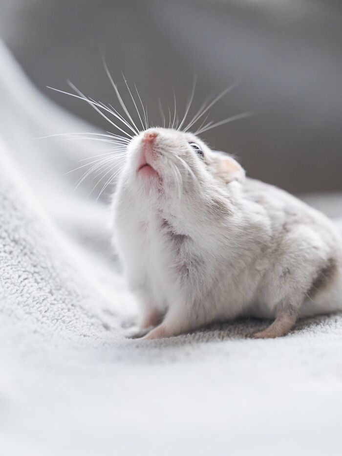 Meet The Cutest Hamsters on Instagram That Will Totally Melt Your Heart