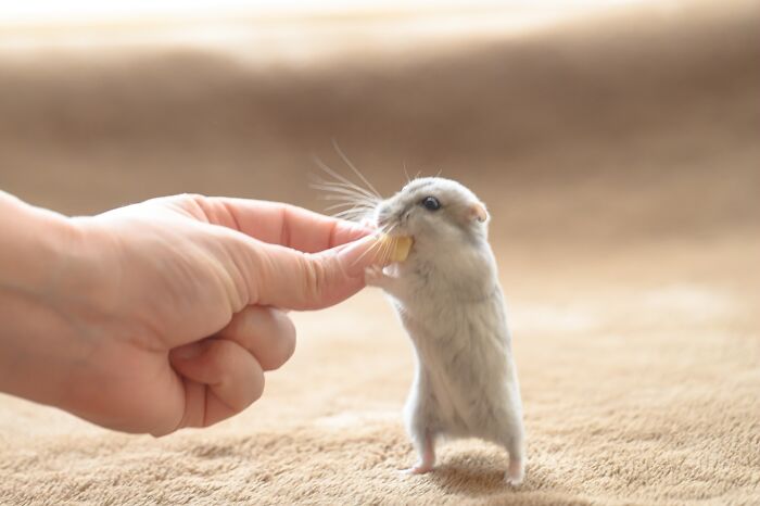 Meet The Cutest Hamsters on Instagram That Will Totally Melt Your Heart