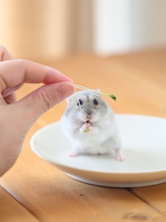 Meet The Cutest Hamsters on Instagram That Will Totally Melt Your Heart