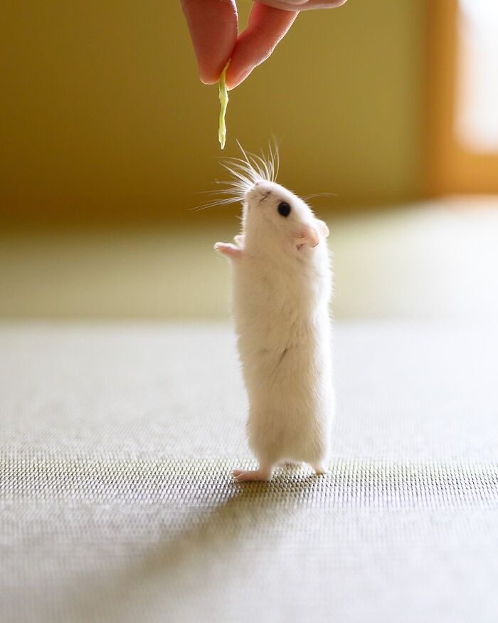 Meet The Cutest Hamsters on Instagram That Will Totally Melt Your Heart